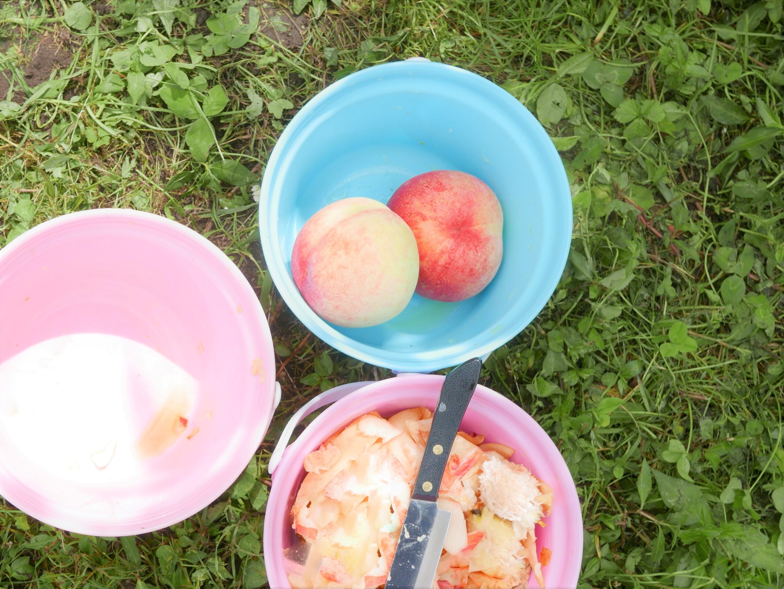 岡山 大原観光果樹園で桃狩り 時間無制限 もぎとり食べ放題 21年7月 子連れ旅行 Bonのおでかけブログ